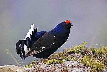 Black Grouse (Tetrao tetrix), male displaying, Wallis, Swiss Alps, Switzerland, Europe