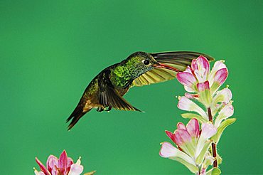 Buff-bellied Hummingbird (Amazilia yucatanensis), adult feeding on Indian Paintbrush (Castilleja coccinea), Corpus Christi, Coastal Bend, Texas, USA