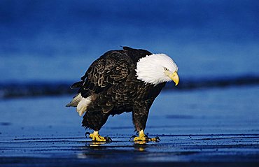 Bald Eagle (Haliaeetus leucocephalus), adult walking on beach, Homer, Alaska, USA