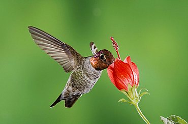 Anna's Hummingbird (Calypte anna), male in flight feeding on Turk's Cap (Malvaviscus drummondii), Tucson, Arizona, USA