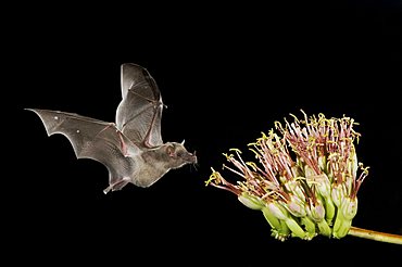 Mexican Long-tongued Bat (Choeronycteris mexicana), adult in flight at night feeding on Agave Blossom (Agave sp.), Tucson, Arizona, southwest USA