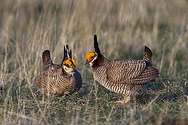 Lesser Prairie-Chicken (Tympanuchus pallidicinctus), males displaying, Panhandle, North Texas, USA