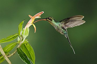 Green Hermit (Phaethornis guy), male in flight feeding on flower, Central Valley, Costa Rica, Central America