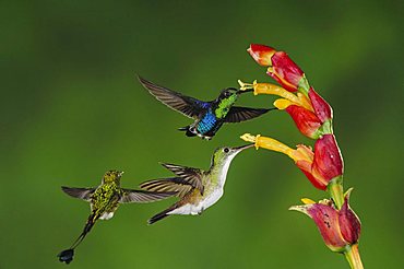 Green-Crowned Woodnymph (Thalurania fannyi), Booted Racket-tail (Ocreatus underwoodii), Andean Emerald (Amazilia franciae), adults feeding on ginger flower, Mindo, Ecuador, Andes, South America