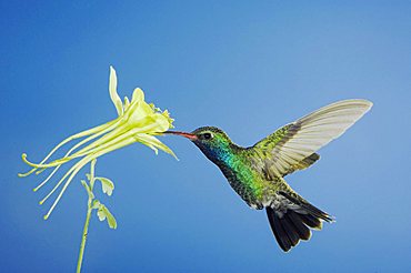 Broad-billed Hummingbird (Cynanthus latirostris), male in flight feeding on longspur columbine (Aquilegia longissima), Madera Canyon, Tucson, Arizona, USA