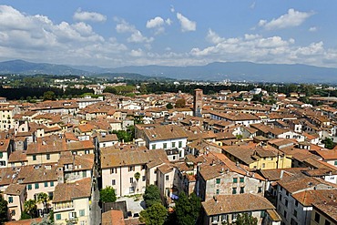 View from Torre Palazzo Guinigi tower, Lucca, Tuscany, Italy, Europe