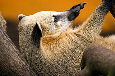 Coati (Nasua nasua), member of the Raccoon family (Procyonidae)