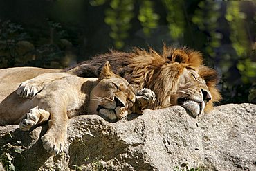 sleeping lions, Zoo Hellabrun, Munich, Upper Bavaria, Bavaria, Germany