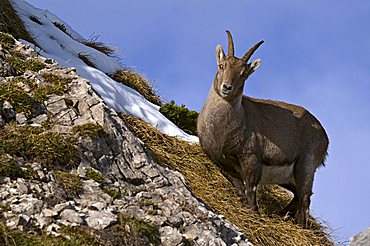 Alpine ibex (Capra ibex), Mondscheinspitze Mountain, Karwendel Mountains, Tyrol, Austria, Europe