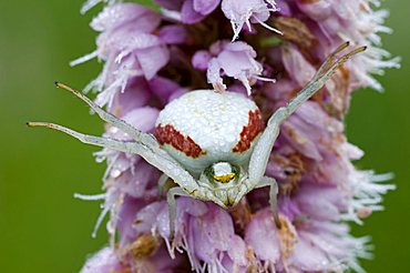 Goldenrod Crab Spider (Misumena vatia), Filz, Woergl, North Tyrol, Austria, Europe