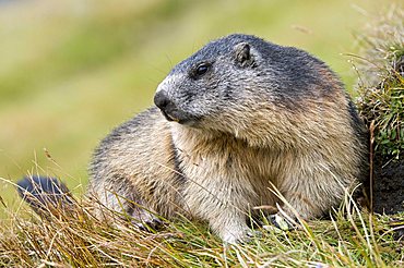 Marmot (Marmota marmota), Nationalpark Hohe Tauern National Park, Carinthia, Austria, Europe