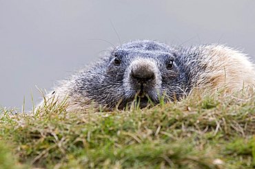 Alpine Marmot (Marmota marmota), Hohe Tauern National Park, Carinthia, Austria, Europe