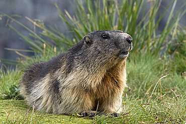 Alpine Marmot (Marmota marmota), Hohe Tauern National Park, Carinthia, Austria, Europe