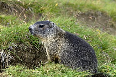 Alpine Marmot (Marmota marmota), Hohe Tauern National Park, Carinthia, Austria, Europe