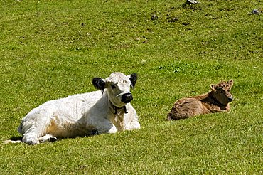 Galloway cattle, White Galloway, Jamtal valley, Galtuer, Tyrol, Austria, Europe