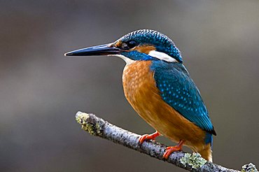 Common Kingfisher (Alcedo atthis), Woergl, Tyrol, Austria, Europe