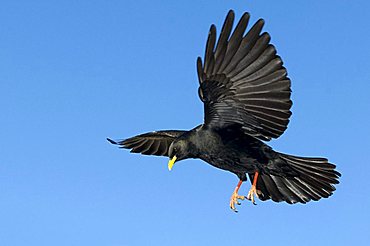 Alpine Chough (Pyrrhocorax graculus), Schwaz, Tyrol, Austria, Europe