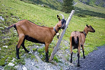 Domestic goats on an alpine pasture, Scheiben-Alm, Jamtal, Galtuer, Tyrol, Austria, Europe