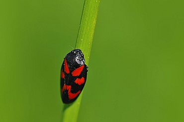 Froghopper species (Cercopis vulnerata)