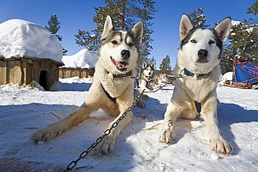 Siberian Huskies recovering during a break on a sled dog tour in Kiruna, Lappland, North Sweden, Sweden