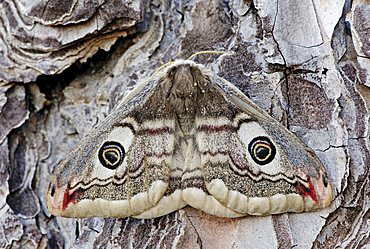 Small Emperor Moth (Saturnia pavonia), female, Provence, South France, Europe