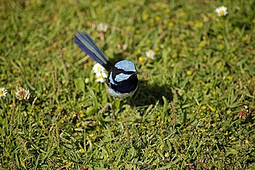 Superb Fairywren (Malurus cyaneus), Port Campbell National Park, Great Ocean Road, Victoria, Australia