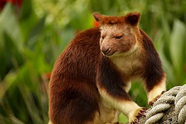 Tree-kangaroo (Dendrolagus) in the zoo of Melbourne, Victoria, Australia