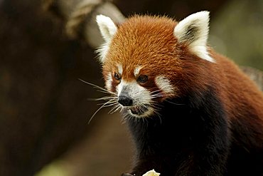 Red Panda (Ailurus fulgens) in the zoo of Melbourne, Victoria, Australia