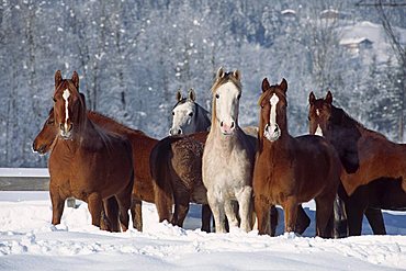 Herd of Spanish Arabian horses in deep snow, mares, North Tyrol, Austria, Europe