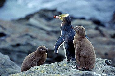 Yellow-eyed Penguin (Megadyptes antipodes) with two squabs, South Island, New Zealand