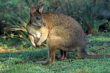 Red-necked Pademelon (Thylogale thetis), Lamington National Park, Queensland, Australia