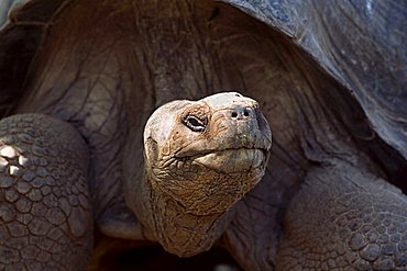 Portrait of Galapagos Giant Tortoise (Geochelone elephantopus) in the Charles Darwin Station in Puerto Ayora, Insel Santa Cruz, Galapagos Inseln, Galapagos Islands, Ecuador, South America