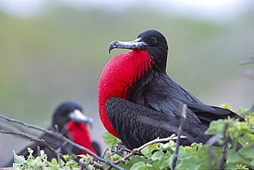 Magnificent Frigatebird (Fregata magnificens), male with bloated, swollen mating breast, Insel Seymour, Galapagos Inseln, Galapagos Islands, Ecuador, South America