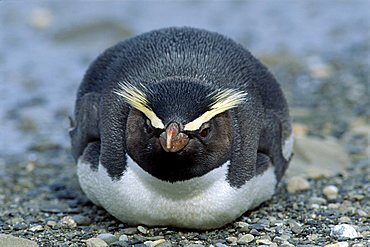 Fiordland Crested Penguin (Eudyptes pachyrhynchus), lying on the beach, South Island, New Zealand