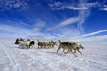 Greenland dogs pulling a sledge over snow, Greenland