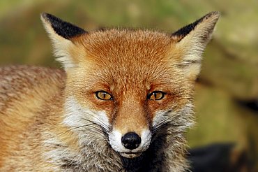 Red Fox (Vulpes vulpes), portrait, North Rhine-Westphalia, Germany, Europe