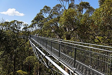 Valley of the Giants tree top walk, Walpole-Nornalup National Park, South West region of Western Australia