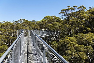 Valley of the Giants tree top walk, Walpole-Nornalup National Park, South West region of Western Australia