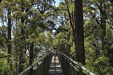 Valley of the Giants tree top walk, Walpole-Nornalup National Park, Western Australia, Australia