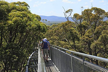 Valley of the Giants tree top walk, Walpole-Nornalup National Park, Western Australia, Australia