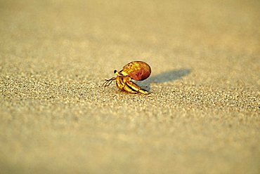 Sand crab on beach, West Kimberley, Western Australia, Australia