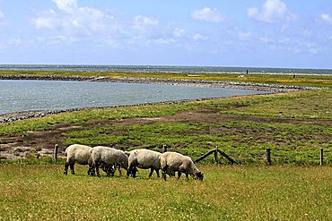 Sheep on farmland, Halligen island of Langeness, Schleswig-Holstein, Germany, Europe