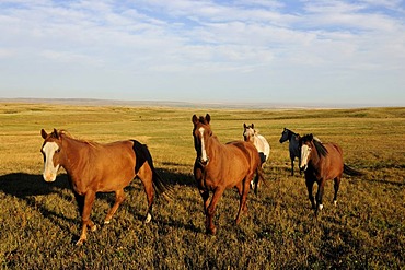 Horses standing on the prairie, Saskatchewan, Canada