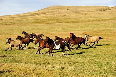 Herd of horses galloping across the prairie, Saskatchewan, Canada