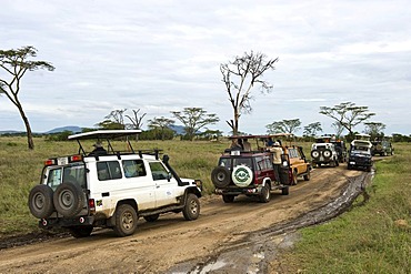 Traffic jam caused by visitors watching a leopard at the Serengeti national park, UNESCO World Heritage Site, Tanzania, Africa