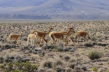 Vicuña herd (Vicugna vicugna), Salinas y Aquada Blancas National Park, Peru, South America, Latin America