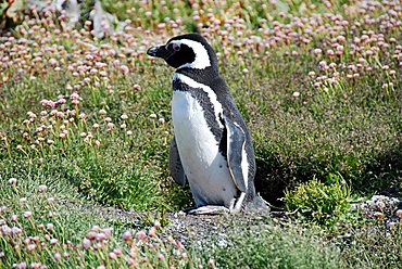 Magellanic penguin (Spheniscus magellanicus), Tierra del Fuego National Park, Ushuaia, Argentina, South America