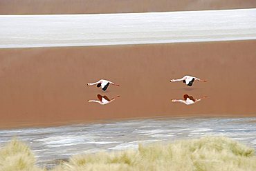 Flamingos, Laguna Colorada, Salar de Uyuni salt desert of Uyuni, Bolivia, South America