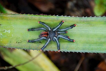 Tarantula (Citharacanthus spinicrus) on a banana leaf, Orinoco Delta National Park, Venezuela, South America