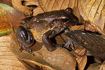 Smoky jungle frog (Leptodactylus pentadactylus), Nicaragua